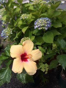 暑いです┌┤´д`├┘ ふぅ…|「翠紅園花舗」　（岐阜県岐阜市の花屋）のブログ
